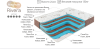 Ривьера_выр